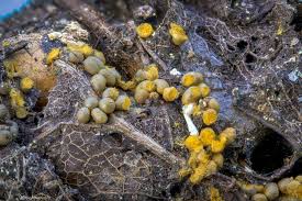 Attēlu rezultāti vaicājumam “Trichia varia”