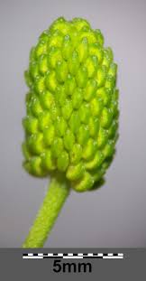 Attēlu rezultāti vaicājumam “Ranunculus sceleratus fruit”