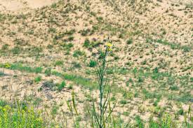 Attēlu rezultāti vaicājumam “Crepis tectorum flower”