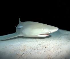 Image result for Negaprion brevirostris