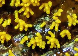 Attēlu rezultāti vaicājumam “Trichia varia macro”