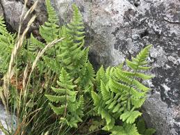 Attēlu rezultāti vaicājumam “Gymnocarpium robertianum”