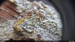 Attēlu rezultāti vaicājumam “Paradiacheopsis rigida macro”