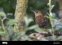 Image result for Locustella naevia