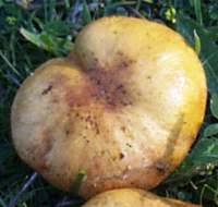 Attēlu rezultāti vaicājumam “Suillus granulatus”