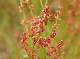 Attēlu rezultāti vaicājumam “Rumex acetosella flower”