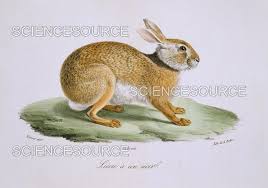 Attēlu rezultāti vaicājumam “Lepus europaeus”