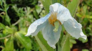 Image result for Meconopsis betonicifolia alba