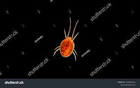 Attēlu rezultāti vaicājumam “Bryobia praetiosa”