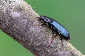 Attēlu rezultāti vaicājumam “Melandrya dubia”