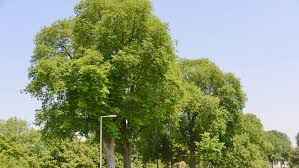 Attēlu rezultāti vaicājumam “Ulmus x hollandica”