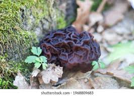 Attēlu rezultāti vaicājumam “Gyromitra gigas”