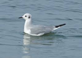 Image result for Chroicocephalus philadelphia