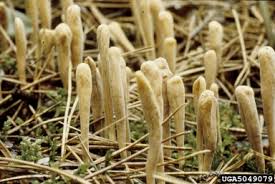 Attēlu rezultāti vaicājumam “Clavariadelphus ligula”