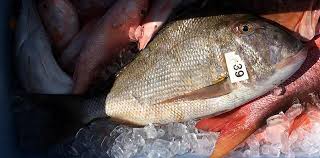 Image result for Calamus bajonado