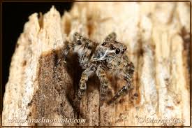 Attēlu rezultāti vaicājumam “Aelurillus v-insignitus”