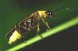 Lightning Bug