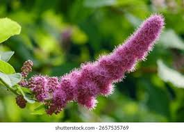 Attēlu rezultāti vaicājumam “Spiraea salicifolia flower”