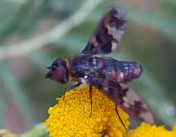 Attēlu rezultāti vaicājumam “Exoprosopa capucina”