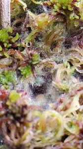 Attēlu rezultāti vaicājumam “Badhamia nitens sessile”