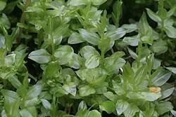 Attēlu rezultāti vaicājumam “Plagiomnium medium”