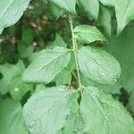 Attēlu rezultāti vaicājumam “Euonymus verrucosus”