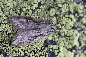 Attēlu rezultāti vaicājumam “Semioscopis oculella”