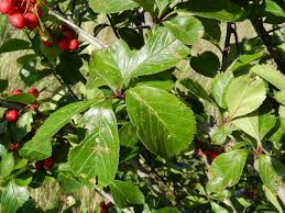 Attēlu rezultāti vaicājumam “Crataegus persimilis”