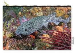 Image result for Poroderma pantherinum