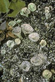 Attēlu rezultāti vaicājumam “Cladonia pyxidata”