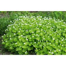 Image result for Galium odoratum