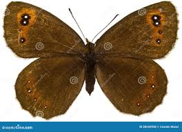 Attēlu rezultāti vaicājumam “Erebia aethiops underside”