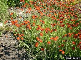 Attēlu rezultāti vaicājumam “Pilosella aurantiaca”
