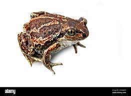 Attēlu rezultāti vaicājumam “Rana temporaria”