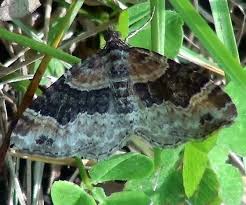 Attēlu rezultāti vaicājumam “Xanthorhoe ferrugata”