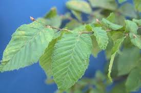 Attēlu rezultāti vaicājumam “Carpinus betulus leaf”