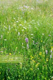 Attēlu rezultāti vaicājumam “Dactylorhiza fuchsii bud”