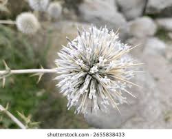 Attēlu rezultāti vaicājumam “Echinops sphaerocephalus flower”