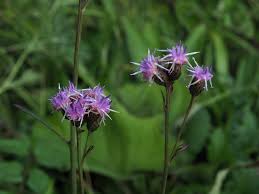 Attēlu rezultāti vaicājumam “Saussurea esthonica”