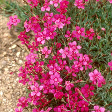 Attēlu rezultāti vaicājumam “Dianthus deltoides bud”