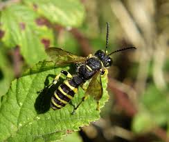 Attēlu rezultāti vaicājumam “Cerceris arenaria”