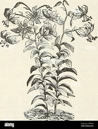 Attēlu rezultāti vaicājumam “Colchicum luteum flower”