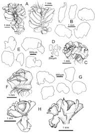 Attēlu rezultāti vaicājumam “Fossombronia foveolata spores”