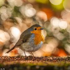 Attēlu rezultāti vaicājumam “Erithacus rubecula”