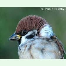 Image result for Passer montanus