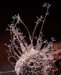 Attēlu rezultāti vaicājumam “Comatricha meandrispora macro”