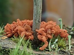 Attēlu rezultāti vaicājumam “Collaria arcyrionema stalked”