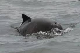 Image result for Phocoena phocoena