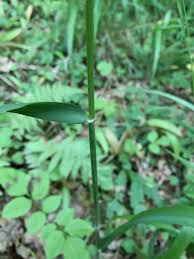 Attēlu rezultāti vaicājumam “Hordelymus europaeus leaf”