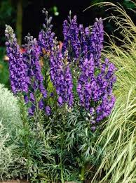 Image result for Eisenhut